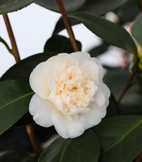 Victory White Camellia
