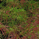 Villa Taranto Japanese Maple Tree Foliage