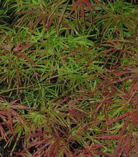Villa Taranto Japanese Maple