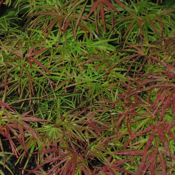 Villa Taranto Japanese Maple Tree Foliage