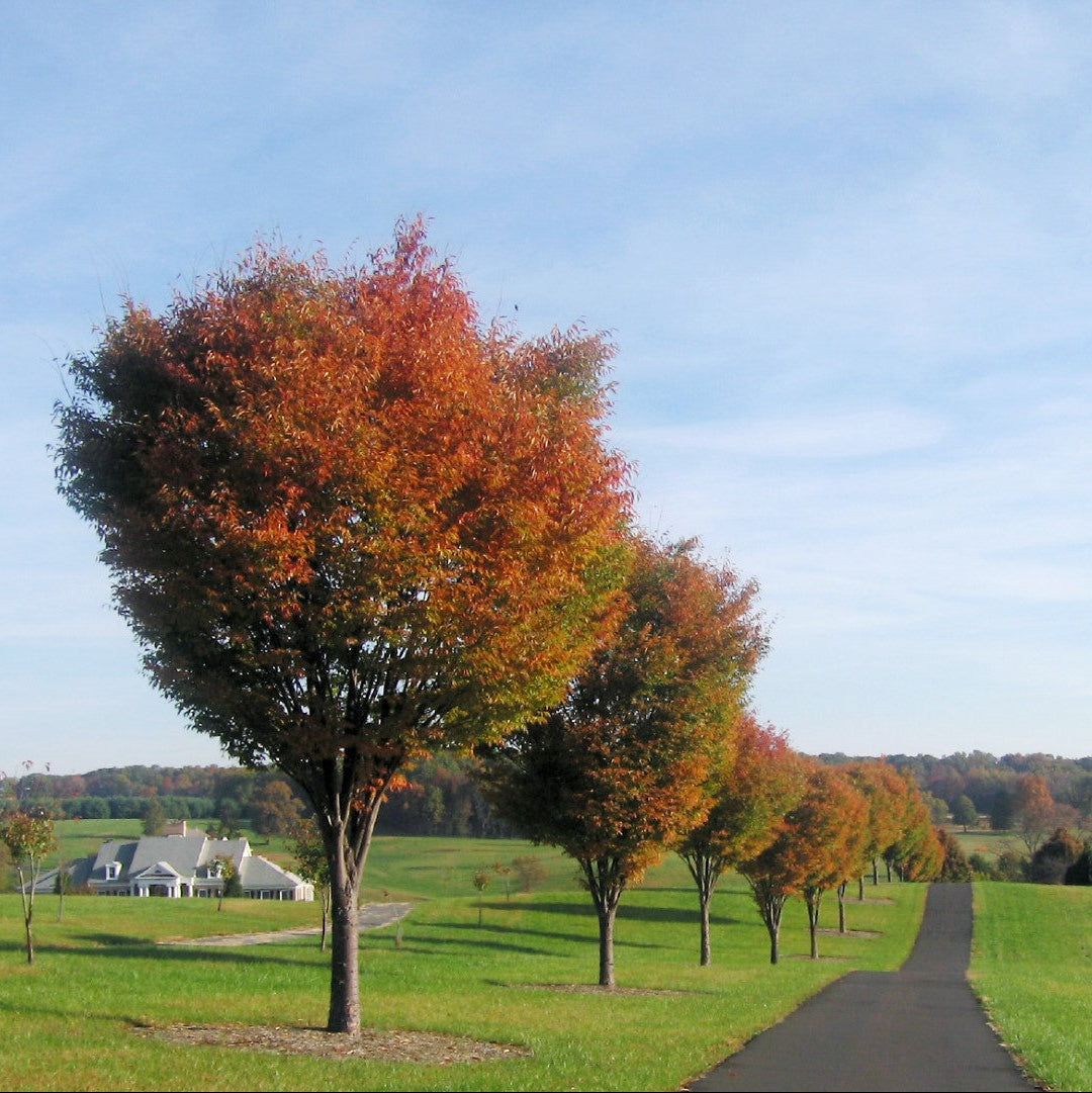 Village Green Zelkova Tree for Sale | Shade Tree