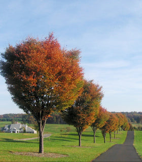 Village Green Zelkova Tree