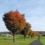Village Green Zelkova Tree with a broad vase-shaped canopy and green serrated leaves growing along a driveway