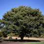 Mature Japanese Zelkova shade tree with graceful vase-shaped branching
