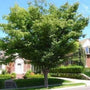 Zelkova serrata Village Green with dense green canopy used as a street tree
