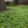 Dense mat of Vinca minor with violet-blue flowers and glossy green foliage covering shaded ground.