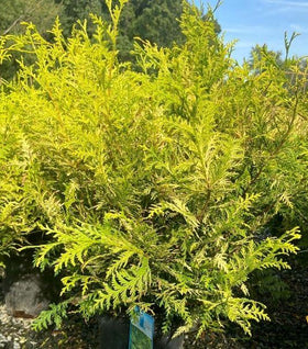 Vintage Gold False Cypress