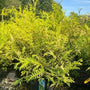 electric golden green soft foliage on vintage gold false cypress