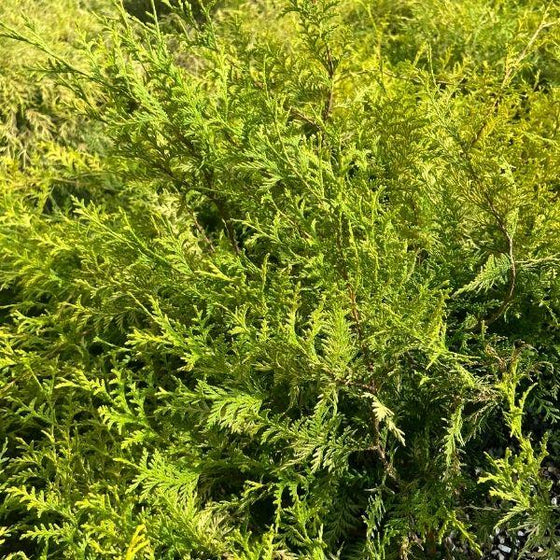 close look at the bright yellow and green false cypress vintage gold