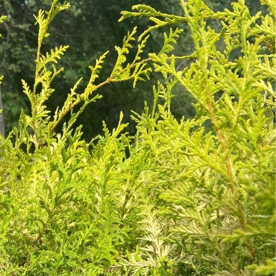 vibrant green foliage on vintage gold false cypress