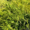 close look at the bright yellow and green false cypress vintage gold