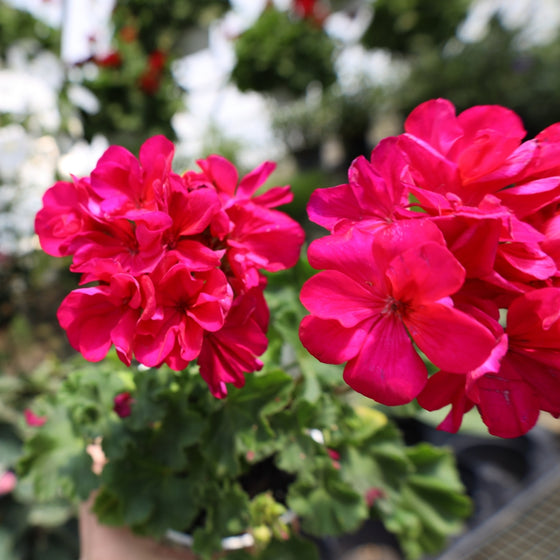 close up view of violet geranium summer blooms annual flower