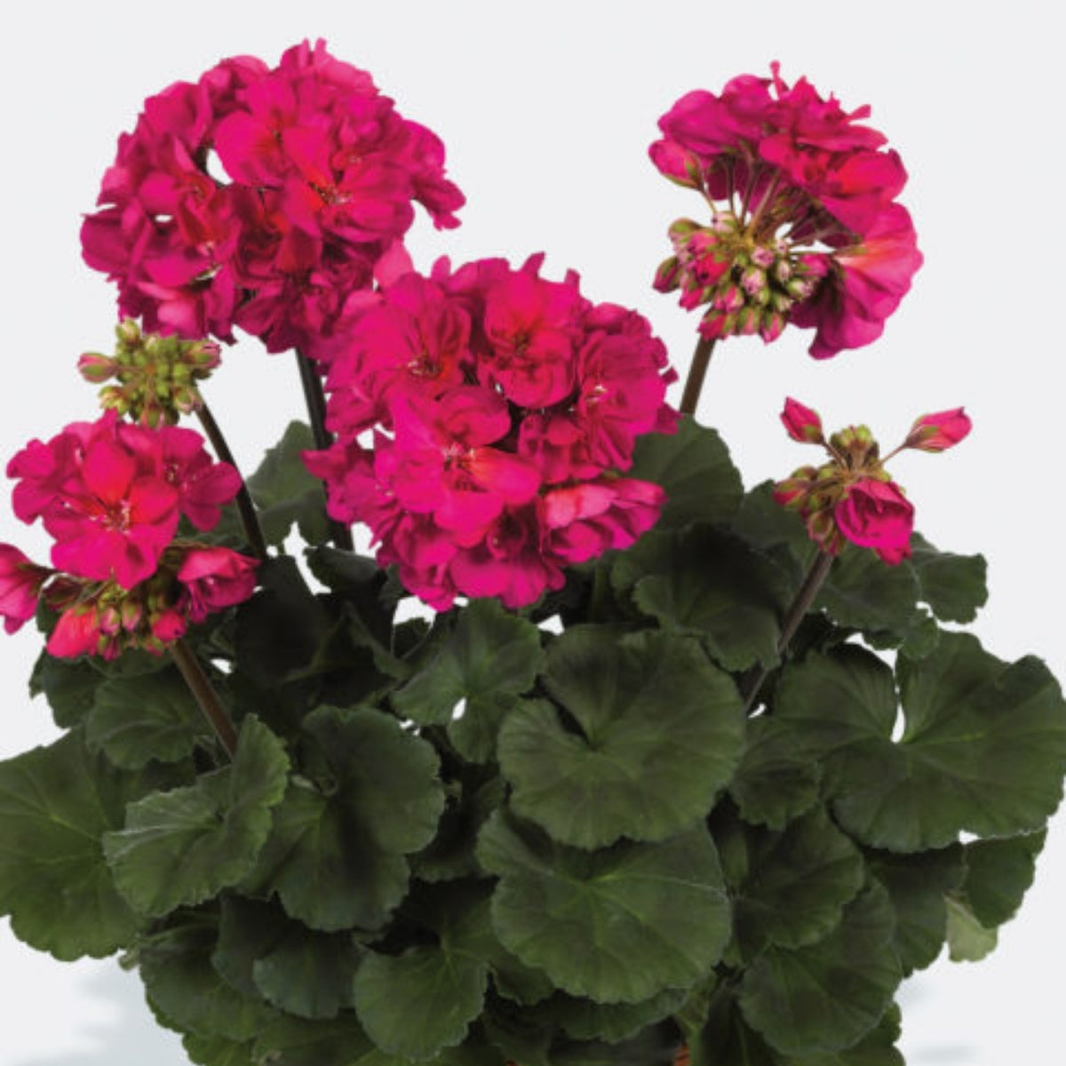 Violet Geranium for Sale | Bold Violet Annual Color