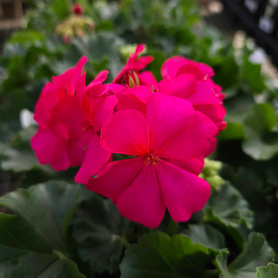 indoor geranium plants for sale Violet Geranium for Sale