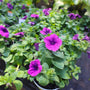 vibrant violet petunias in bloom