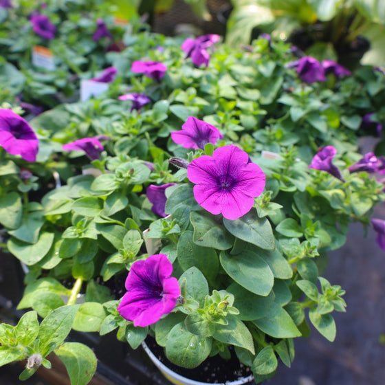 vibrant violet petunias in bloom