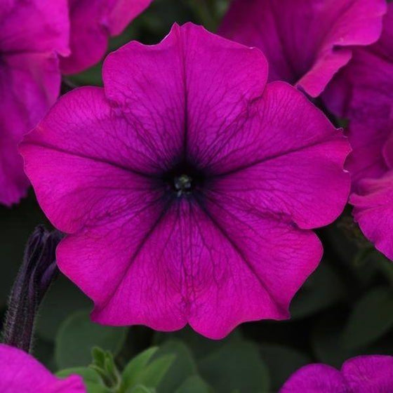 vibrant purple Easy Wave Violet Petunia 