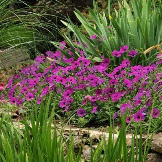 Easy Wave Violet Petunia planted in a mixed sunny garden