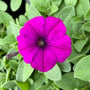 bright purple bloom of the easy wave violet petunia patio plant