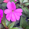 purple petals on summer blooming violet sunpatiens annual plant