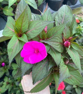 Violet Sunpatiens Plants