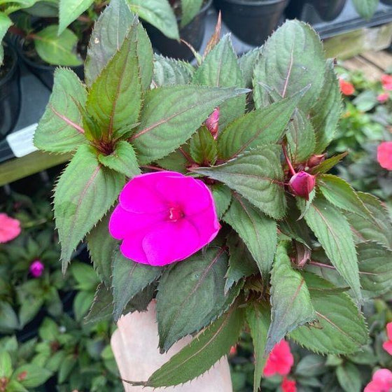 bright purple bloom of violet sunpatiens