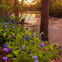 virginia bluebells planted next to a stream