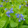virginia bluebells have blue flowers and bright green leaves
