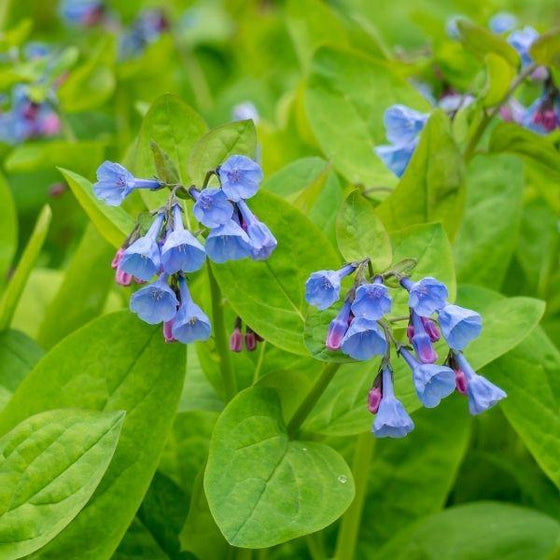 virginia bluebells have blue flowers and bright green leaves