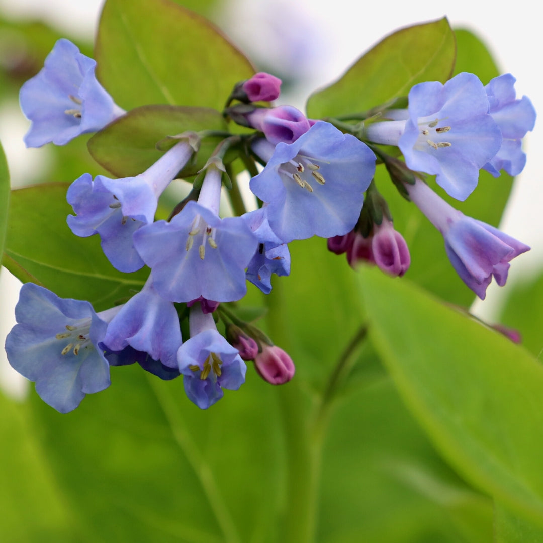 Virginia Bluebells