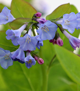 Virginia Bluebells