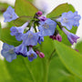 full blooming Virginia Bluebells