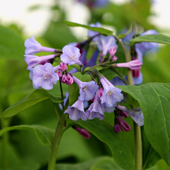 early spring blooming perennial wildflower