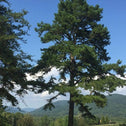 full grown Virginia Pine Trees towering over a landscape