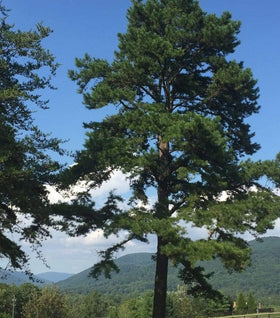 Virginia Pine Tree