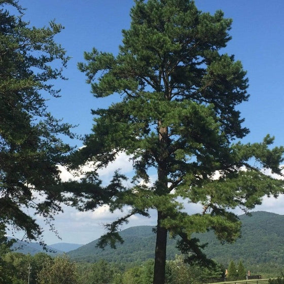 full grown Virginia Pine Trees towering over a landscape