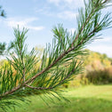 close look at the needs on Virginia Pine Trees foliage