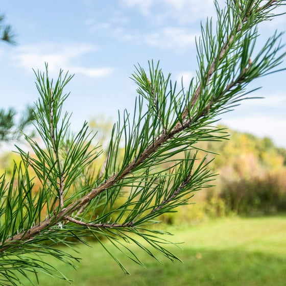 close look at the needs on Virginia Pine Trees foliage