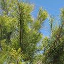 dense evergreen foliage on Virginia Pine Trees