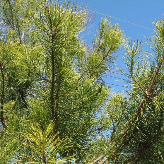 dense evergreen foliage on Virginia Pine Trees