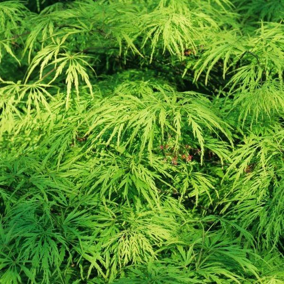 Viridis Dwarf Japanese Maple Tree bright green foliage close up
