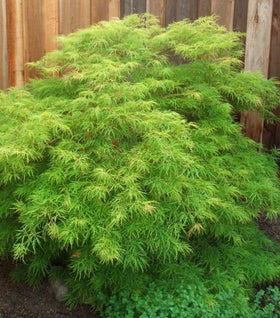 Viridis Japanese Maple