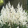 Astilbe Vision in White Delight blooming with upright white plumes in a moist shade border