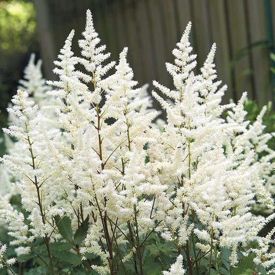 Astilbe Vision in White Delight blooming with upright white plumes in a moist shade border