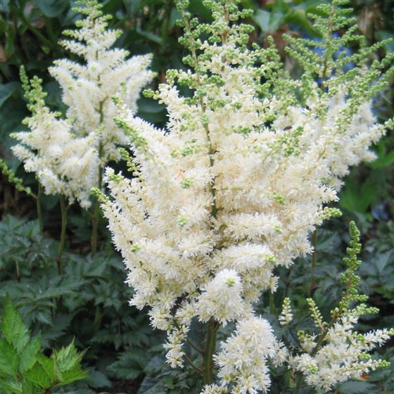 White Astilbe planted with hostas and ferns in a shaded foundation bed