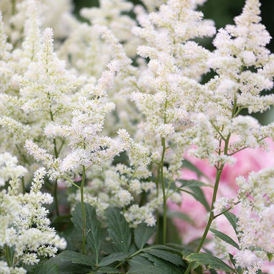 Vision in White Delight Chinese Astilbe with pure white flowers above bronze-green foliage