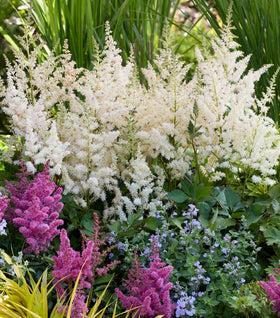 Vision in White Delight Astilbe