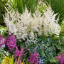 Vision in White Delight Astilbe with pure white flower plumes and compact foliage in a shaded woodland garden