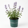 Pollinator-friendly Walker’s Low Nepeta attracting bees and butterflies in full sun