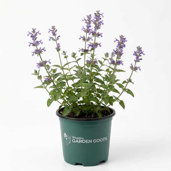 Pollinator-friendly Walker’s Low Nepeta attracting bees and butterflies in full sun